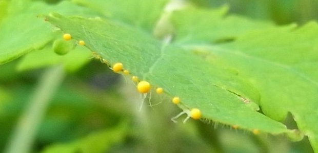 Leaf_of_Chelidonium_majus_02.jpg