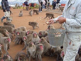 Macaca_fuscata__feeding_time__iwatayama__20081122.jpg