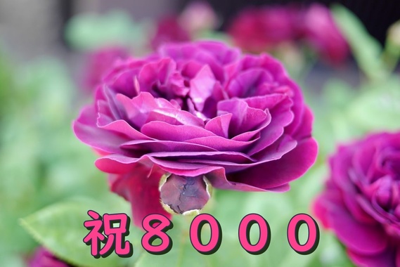 murasakibara8000-1.jpg