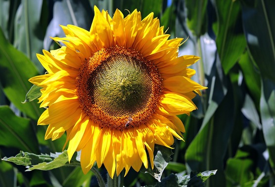 sunflower-3540266_1280.jpg