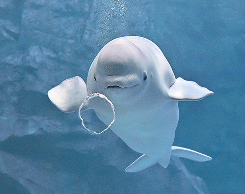 イルカのバブルリング.jpg