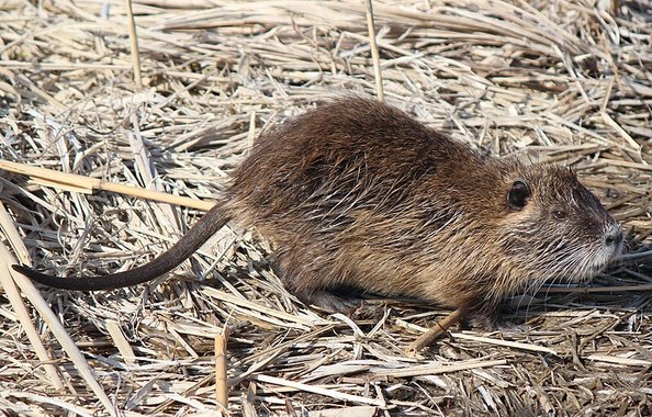 Myocastor_coypus_walking.JPG