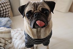 240px-Daikichi_pug.jpg