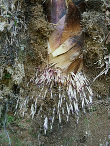 Roots_of_Phyllostachys_edulis_shoot_in_Mount_Sengoku.jpg