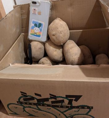 PXL_20241012_093648566potato.jpg