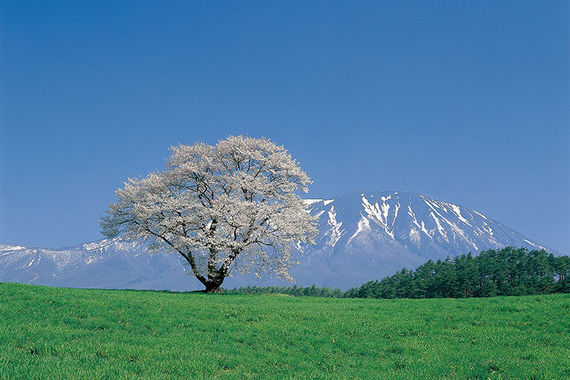小岩井農場の一本桜.JPG
