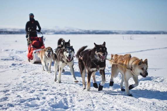 dog-sledding-in-finland-1003594834.jpg