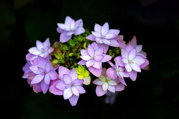 flower-8077948_1280.jpg