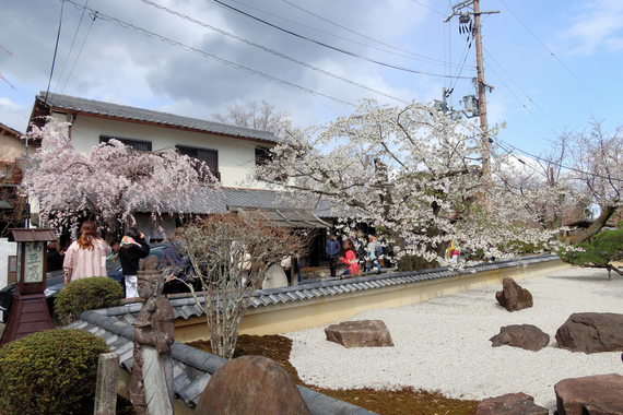 京都外れさくら.JPG