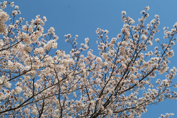 桜_20250407.JPG