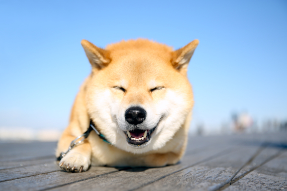 Shibainu_Maru.jpg