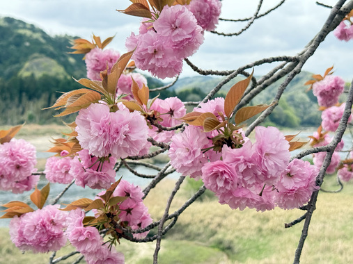 八重桜.jpg