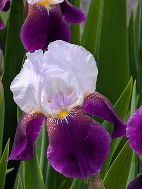 PXL_20250505_000422162.jpg