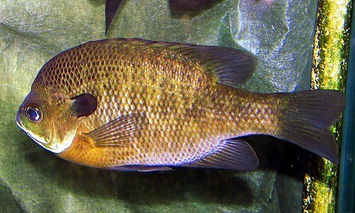 Bluegill_(Lepomis_macrochirus).jpg