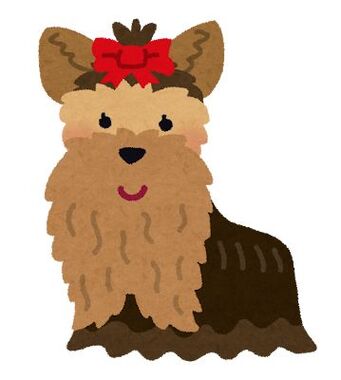 dog_yorkshire_terrier.jpg