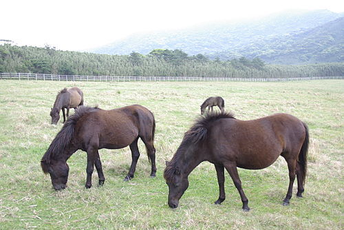 500px-Tokara-Uma_which_eat_a_pasture.jpg
