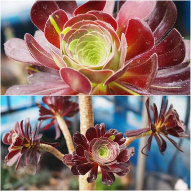多肉植物 モリモリ虹の玉♡安心のポットごと！赤ちゃんもいっぱい♡ 紅葉♡虹の玉♡モリモリ♡多肉植物♡ガーデニング♡インテリア