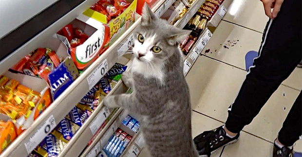 store_cat_title.jpg