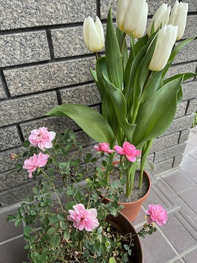 2026.2.7(土)のピーチ姫とチューリップ.JPG