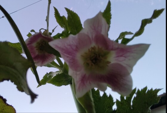Screenshot_20260316-192732_2.png