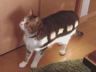 8AB097DA-A2EA-4873-B0CA-39735C753145.jpeg