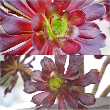 PhotoCollage_1774214783569.jpg