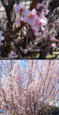 Screenshot_20260324-082811_桜260319.png