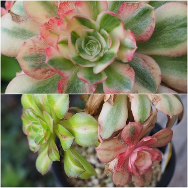 PhotoCollage_1774560353360.jpg