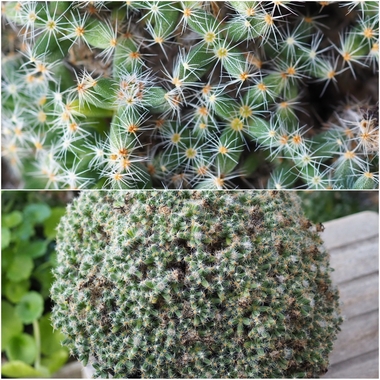 PhotoCollage_1774819541336.jpg