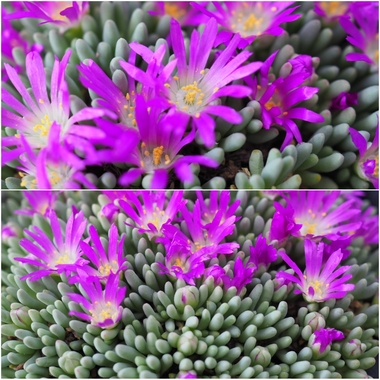 PhotoCollage_1774905993445.jpg