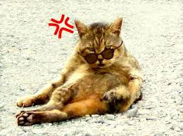 IMG_2582.jpeg
