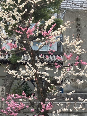 IMG_8034.jpeg