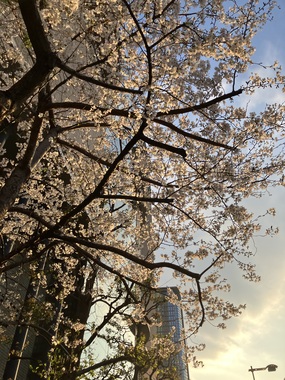 IMG_9441.jpeg