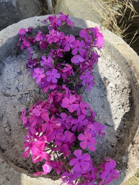 IMG_0457.jpeg