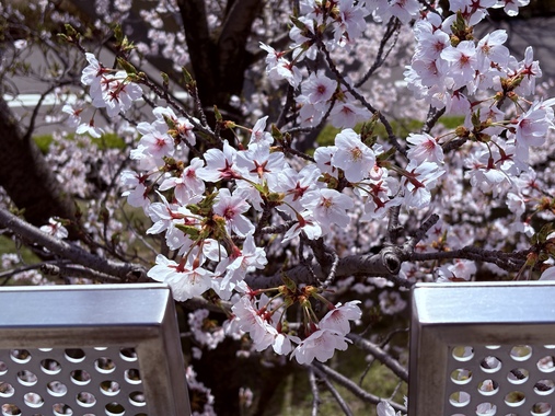 IMG_2371.jpeg