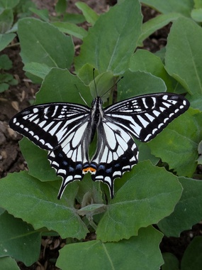 PXL_20260406_075204985.MP.jpg
