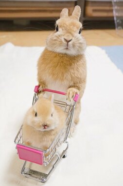 animal_0106.jpg