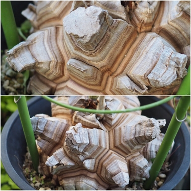 PhotoCollage_1775597142378.jpg