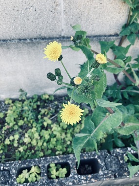 IMG_3331.jpeg