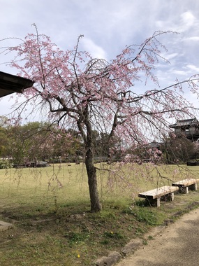 IMG_2096.jpeg