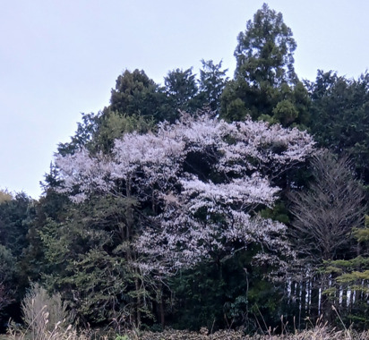 sakura0409.png