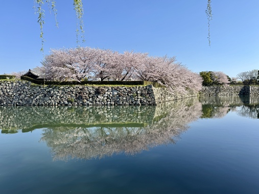 IMG_3436.jpeg