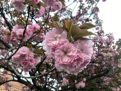 IMG_7795.jpeg
