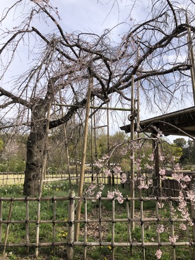IMG_2098.jpeg