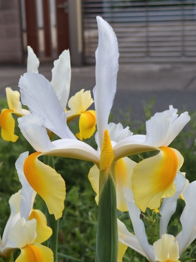 IMG20260412052452.jpg
