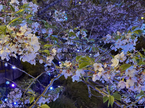 夜桜.jpg