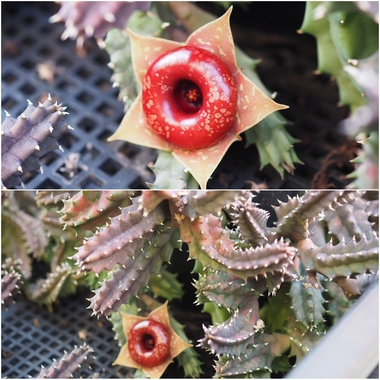 PhotoCollage_1776029127946.jpg