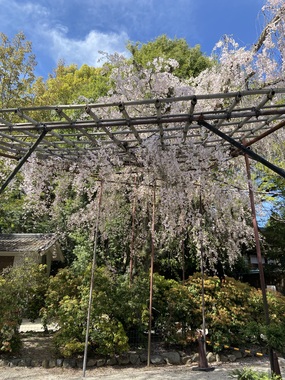 IMG_6030.jpeg