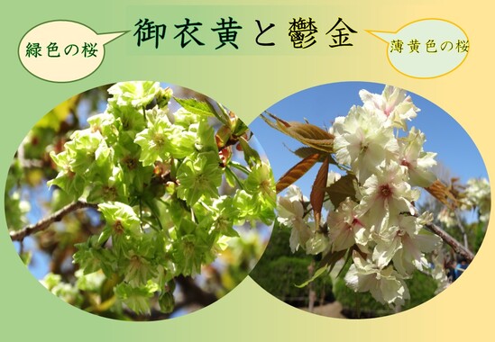 御衣黄・鬱金更新用.jpg