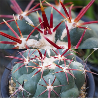 PhotoCollage_1776288270176.jpg